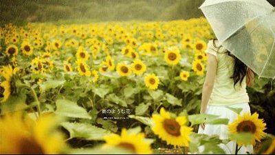 此去经年 花开无忧