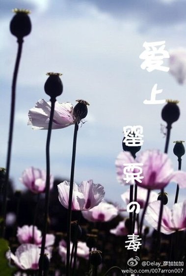 《爱上罂粟的毒》