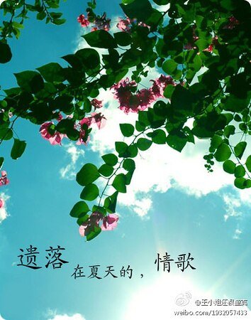 遗落在夏天的情歌