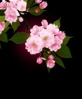 樱梦